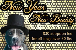 Dog adoption sale (Photo via Facebook/Washington Humane Society)